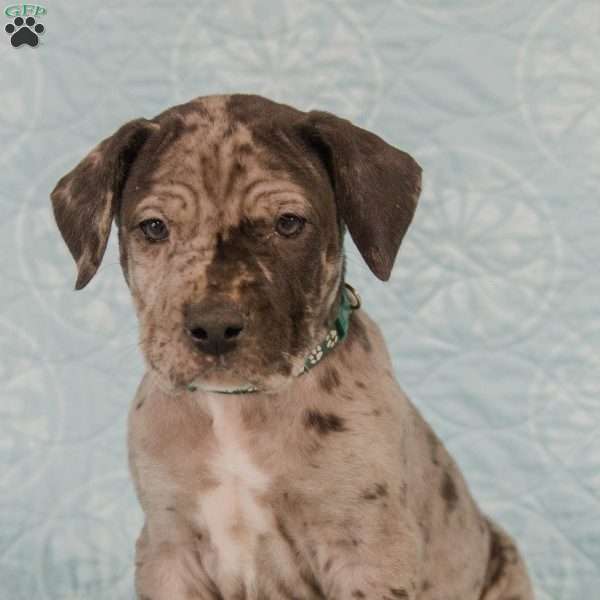 Leo-ON HOLD, Great Dane Puppy